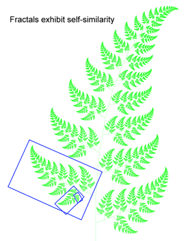 Self-similarity in fern