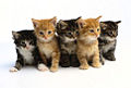 Kittens! Old Kiwi.jpg