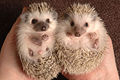 Hedgehogs.jpg